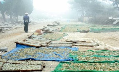 小麦岛黑窝点晒鱼任脚踩 浑水煮腐臭鱼卖给饭馆