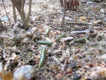 青岛沂水路大院惊现遍地绿毛虫