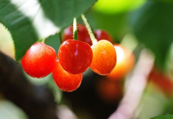 城阳夏庄樱桃节开幕 每位30元无限量采摘