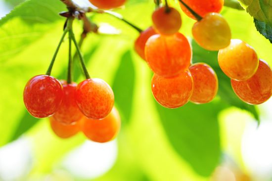 城阳夏庄樱桃节开幕 每位30元无限量采摘