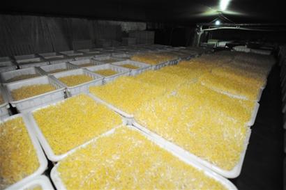 青岛一加工豆芽厂用上神秘白粉 青岛一加工豆芽厂用上神秘白粉