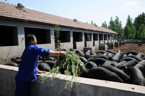 我市黑猪每斤售价60元 揭秘天价猪养殖基地(图)