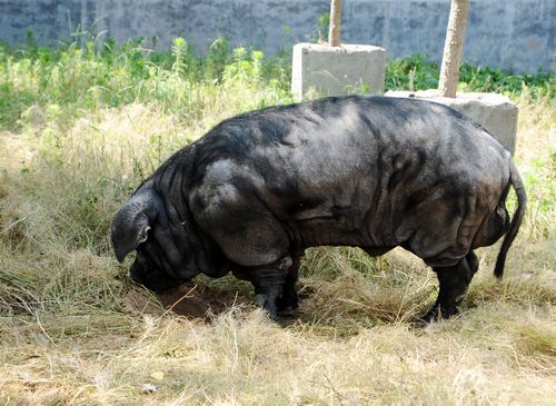 我市黑猪每斤售价60元 揭秘天价猪养殖基地(图)