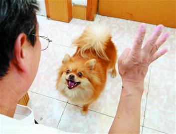 青岛2岁天才狗精通数学 会算10以内加减法( 青岛2岁天才狗精通数学 会算10以内加减法(