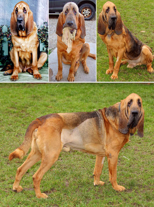 萌宠贵族做拉皮spa