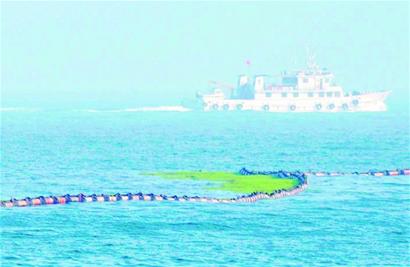 青岛8船巡海深入浒穴探绿潮