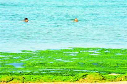 青岛8船巡海深入浒穴探绿潮
