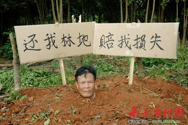 六旬老人被邻村砍伐4200棵树木 将自己活埋