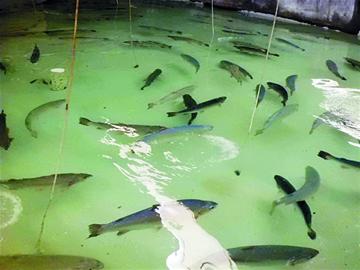 青岛三文鱼价格暴跌五成 青岛三文鱼价格暴跌五成