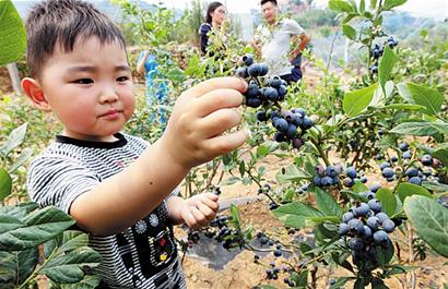 蓝莓采摘