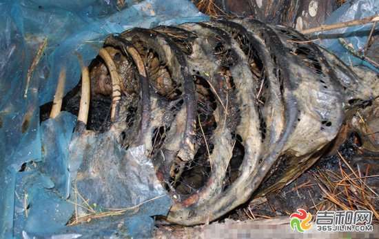 消息的发起人由野生动物作家胡冬林发起，并在网上将发现熊的整个过程公布。