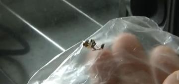 佳世客馅饼吃出大个绿豆蝇 被碾碎混在馅中