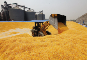 来自四面八方的“玉米兄弟”汇聚到西王集团仓储基地，等待着发挥自己的价值。