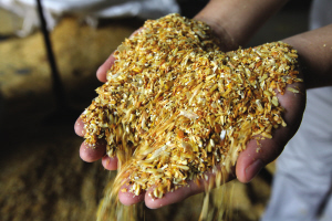 在西王集团的淀粉车间，玉米胚芽从玉米粒上分离出来，随即通过管道送往榨油厂。