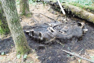 从现场情形分析，盗猎者极其卑鄙残忍且深谙熊性