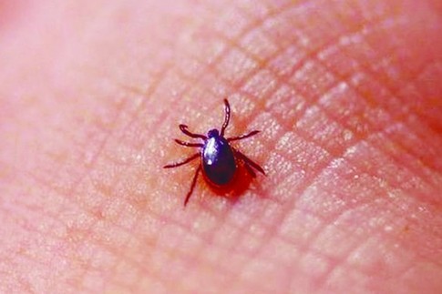 专家详解夏季常见毒虫应对方法