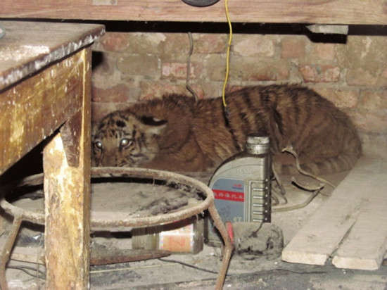 老虎闯入安徽居民家中 大摇大摆从狗面前走过