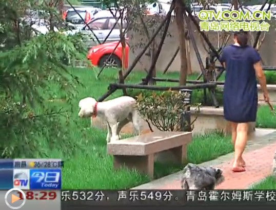 一层居民养10只狗