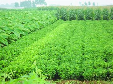 金龙鱼扛起涨价大旗