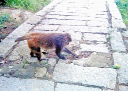 青岛崂山太清再现顽猴调戏游客 糟蹋摊贩水果拍手乐