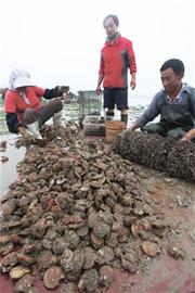 青岛300万斤扇贝或全热死海里 养殖户2元/斤就肯卖