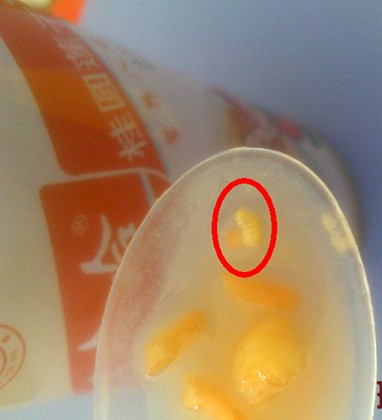 青岛娃哈哈八宝粥喝出肉虫 青岛娃哈哈八宝粥喝出肉虫