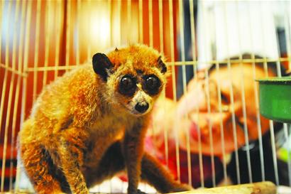 青岛毛茸懒猴超级大眼萌翻人 起英文名抱桃大啃 青岛毛茸懒猴超级大眼萌翻人 起英文名抱桃大啃