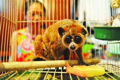青岛毛茸懒猴超级大眼萌翻人 起英文名抱桃大啃 青岛毛茸懒猴超级大眼萌翻人 起英文名抱桃大啃