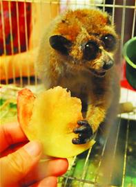 青岛毛茸懒猴超级大眼萌翻人 起英文名抱桃大啃 青岛毛茸懒猴超级大眼萌翻人 起英文名抱桃大啃