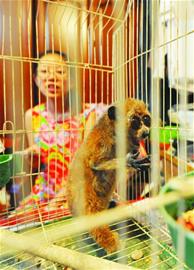 青岛毛茸懒猴超级大眼萌翻人 起英文名抱桃大啃 青岛毛茸懒猴超级大眼萌翻人 起英文名抱桃大啃