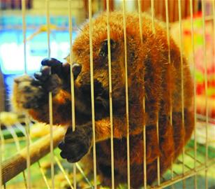 青岛毛茸懒猴超级大眼萌翻人 起英文名抱桃大啃 青岛毛茸懒猴超级大眼萌翻人 起英文名抱桃大啃