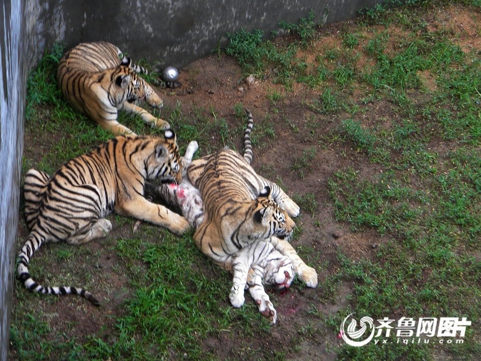 曝威海动物园老虎相食咬死同类园方否认投食不足图