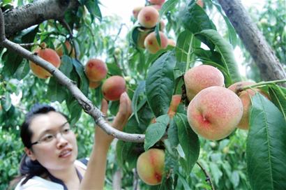 青岛桃产量少价格翻番 青岛桃产量少价格翻番