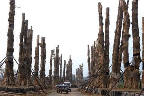 精品园内98棵紫薇树分立两排，已全部死亡。