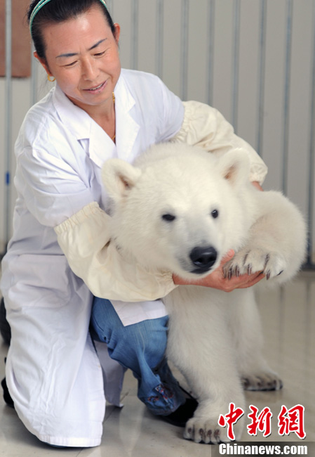 蓬莱小北极熊卖萌