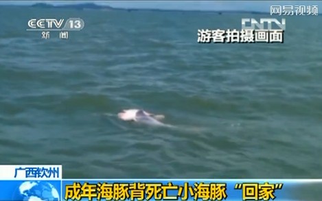 游客实拍成年海豚驮死亡小海豚回家