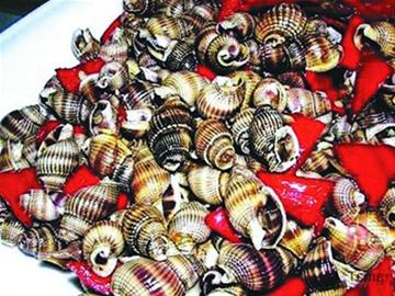 海瓜子或属禁食织纹螺 专家建议慎食