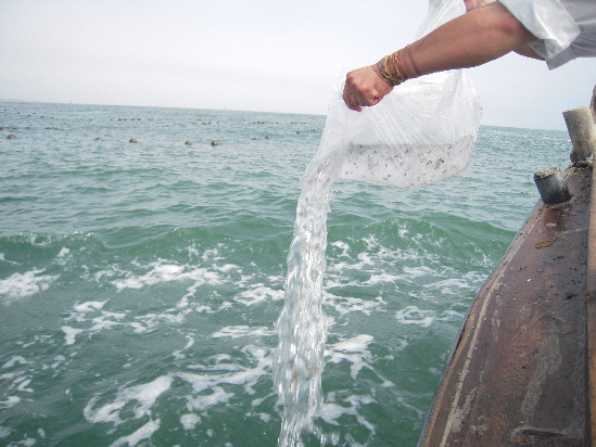 20万尾金乌贼放流大海 20万尾金乌贼放流大海