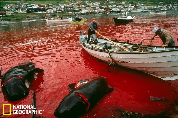 残忍捕鲸染红海面