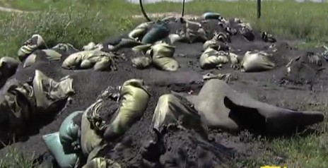 青岛胶州水源地惊现黑色粉末 水草全被熏死 青岛胶州水源地惊现黑色粉末 水草全被熏死