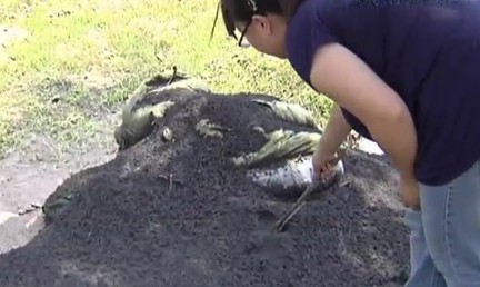 青岛胶州水源地惊现黑色粉末 水草全被熏死 青岛胶州水源地惊现黑色粉末 水草全被熏死