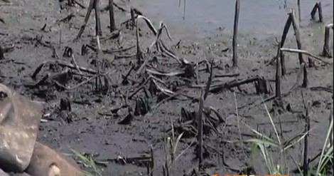 青岛胶州水源地惊现黑色粉末 水草全被熏死 青岛胶州水源地惊现黑色粉末 水草全被熏死