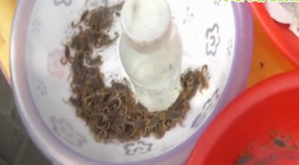 早市蝎子大逃亡 咬伤孕妇脚致肿大中毒