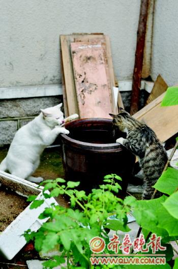 喵星人占领青岛居民区 目中无人浩浩荡荡