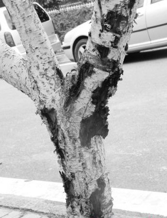 青岛八大关碧桃树百病缠身 人面桃花美景或难再现 青岛八大关碧桃树百病缠身 人面桃花美景或难再现