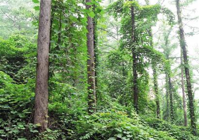 崂山万亩森林遭遇“藤缠树”