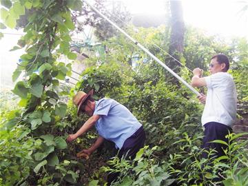 崂山万亩森林遭遇“藤缠树”