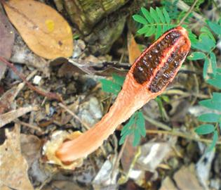 图揭青岛崂山7种有毒蘑菇