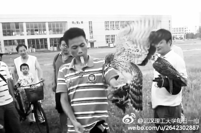 两男子大学操场遛鹰 吹口哨训练霸气十足