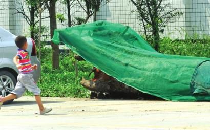 为防止暴晒使乌木表面龟裂，在上面覆盖了一层绿色网状薄膜。